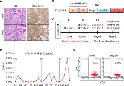 Case report: B7-H3 CAR-T therapy partially controls tumor growth in a basal cell carcinoma patient